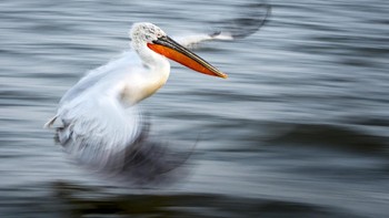 Alwin Hardenbol menyabet gelar juara umum dengan karyanya The art of flight. Foto ini menunjukkan Dalmatian Pelican, spesies burung yang statusnya mulai terancam. Foto: Alwin Hardenbol/British Ecological Society Photography Competition