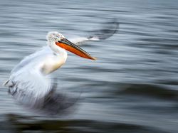 Keindahan Alam dalam Jawara British Ecological Society Photography Competition