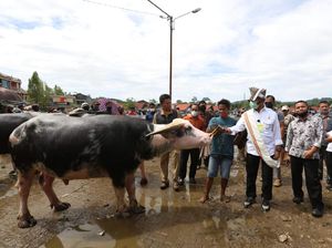 Kementan Ingin Kembangkan Budidaya Hewan di Pasar Tallunglipu