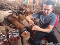 Pohon Gaharu Kok Bisa Harum? Ternyata Ini Penyebabnya