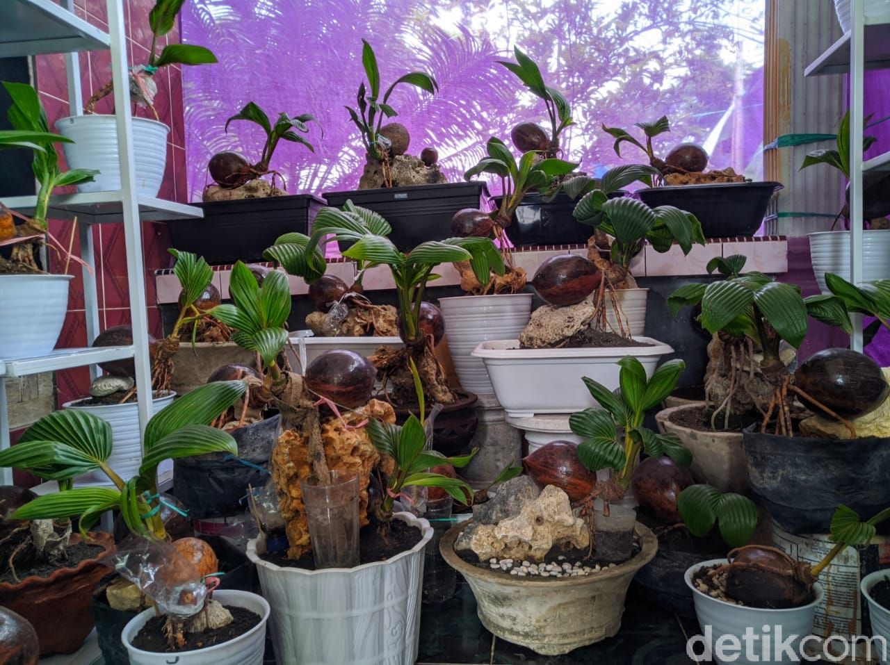 Pria di Ponorogo Ini Sukses Kembangkan Bonsai Kelapa Saat Pandemi