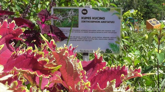 Obyek wisata Pulas Garden bisa menjadi alternatif liburan saat pandemi. Taman ini berada di Desa Sipedang Kecamatan Banjarmangu, Banjarnegara.