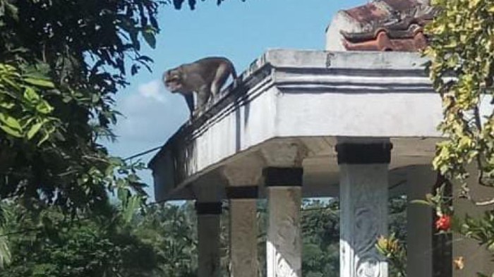 warga di sukabumi resah monyet menyerang pemukiman