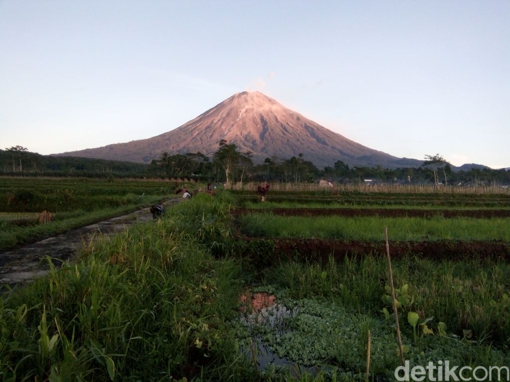 Gunung Semeru meluncurkan guguran lava pijar pada Sabtu (28/11). Yang teramati ada 13 kali dengan jarak luncur 500-1.000 meter dari puncak.