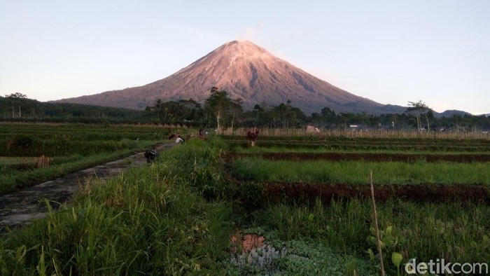 Gunung Semeru meluncurkan guguran lava pijar pada Sabtu (28/11). Yang teramati ada 13 kali dengan jarak luncur 500-1.000 meter dari puncak.
