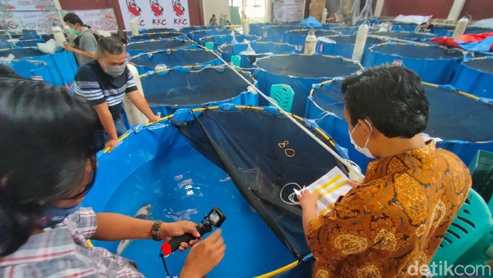 Melihat kontes ikan koi terbesar di Kuningan