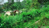 Objek Wisata Alam Deles Indah sempat menjadi primadona di tahun 1990-an. Namun kini objek wisata itu terbengkalai, jalannya rusak, bangunannya mangkrak bahkan kawasannya ditumbuhi semak hutan.