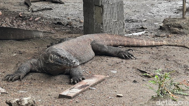 Taman Nasional Komodo Taman Nasional Komodo