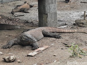 Komisi V DPR Sebut NTT Hanya Punya Komodo hingga Monster dari Uni Soviet