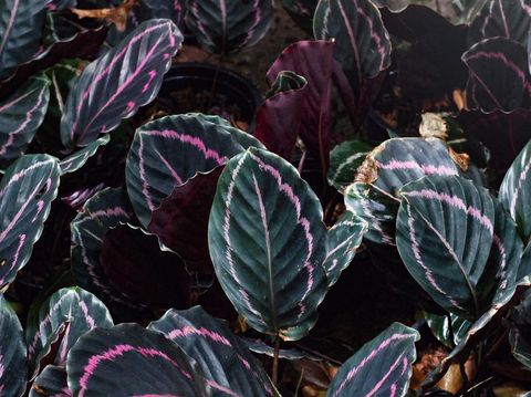 Calathea pink and green color background texture onwarm light sunshine. Tropical plant background. Decoration plants outdoor in garden.