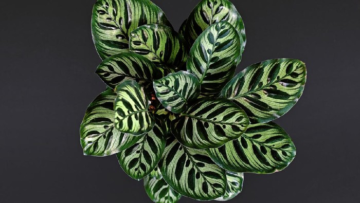 Top view of tropical Calathea Makoyana Prayer Plant, a house plant with beautiful exotic stripe and dot pattern and drak and light green color on black background
