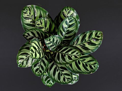 Top view of tropical 'Calathea Makoyana' Prayer Plant, a house plant with beautiful exotic stripe and dot pattern and drak and light green color on black background