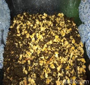 Dua Pelajar Surabaya Buat Teh Herbal Hambat Sel Kanker Payudara