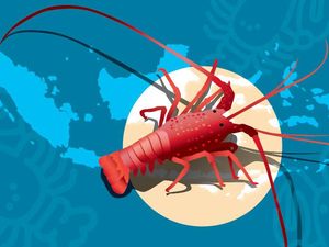 Tiga Daerah Penghasil Lobster Terbaik di RI