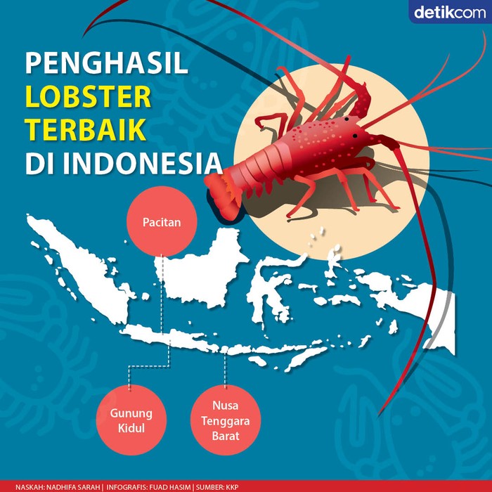 Infografis daftar daerah penghasil lobster