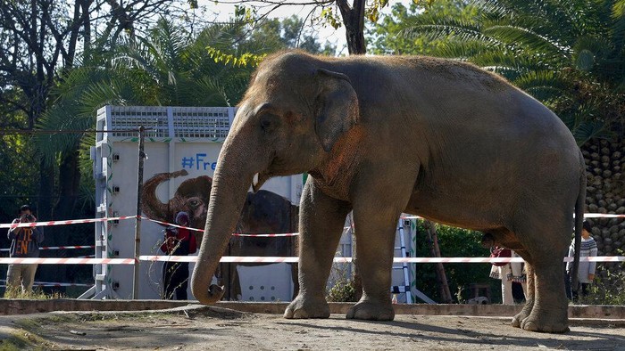 Kaavan, Si Gajah Kesepian Diangkut ke Kamboja Pakistani wildlife workers and experts from the international animal welfare organization Four Paws load a crate carrying an elephant named Kaavan into a truck to begin his journey to a sanctuary in Cambodia, at the Marghazar Zoo in Islamabad, Pakistan, Sunday, Nov. 29, 2020. Kavaan, the world's loneliest elephant, who became a cause celebre in part because America's iconic singer and actress Cher joined the battle to save him from his desperate conditions at the zoo. (AP Photo/Anjum Naveed)
