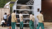 Kini, Kaavan siap untuk dipindahkan ke cagar alam di Kamboja. Pesta perpisahan pun diadakan dengan meriah merayakan perpindahan Kaavan.  