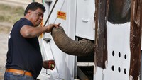 Pada Mei 2020, hakim Pengadilan Tinggi Islamabad memerintahkan agar Kaavan direlokasi dari kebun binatang.  