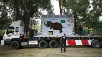 Sebelum benar-benar diterbangkan ke Kamboja, Kaavan telah menjalani perawatan dan pelatihan khusus untuk membiasakan diri dengan peti logam besar yang akan mengangkutnya. latihan itu sudah berlangsung beberapa bulan terakhir.