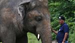 Kaavan, Si Gajah Kesepian Diangkut ke Kamboja