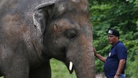 Saheli, pasangan Kaavan yang sama-sama didatangkan dari Sri Lanka, mati pada tahun 2012 silam.  