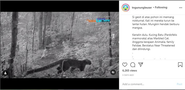 Kucing Batu di Taman Nasional Gunung Leuser