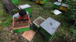Manisnya Bisnis Royal Jelly di Boyolali