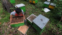 Hasil panen royal jelly yang dihasilkan dari budidaya lebah Melifera tersebut dijual dengan harga Rp.1 juta per kilogram.