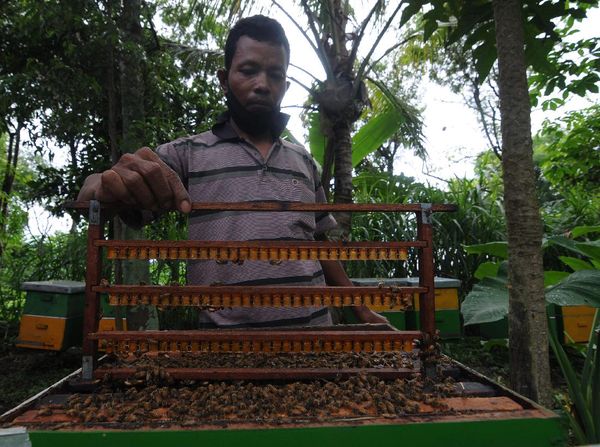 Manisnya Bisnis Royal Jelly di Boyolali