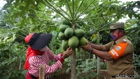 Dinas Ketahanan Pangan Kelautan dan Pertanian DKI Jakarta menyelenggarakan kegiatan panen serentak hasil pertanian urban farming.