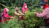 Warga memanen cabai.