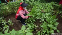 Sejumlah warga mengambil hasil pertanian saat panen serentak di Susia Garden, Kalibata, Jakarta, Senin (30/11/2020).