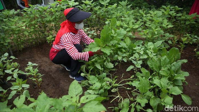Melihat Panen Urban Farming di Kalibata Dinas Ketahanan Pangan Kelautan dan Pertanian DKI Jakarta menyelenggarakan kegiatan panen serentak hasil urban farming. Lihat yuk.