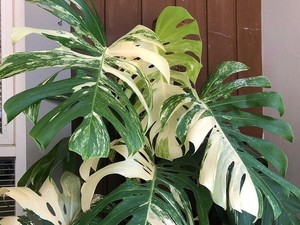 10 Tanaman Hias Paling Mahal di Indonesia, Lagi Banyak Dicari