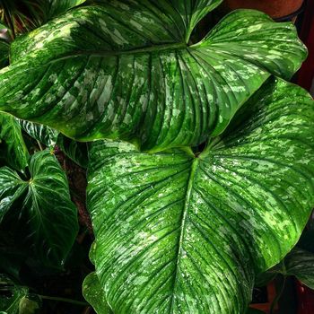 Philodendron Mamei.