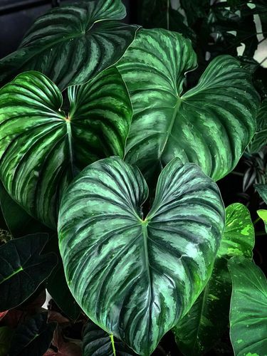 Philodendron Silver Cloud.
