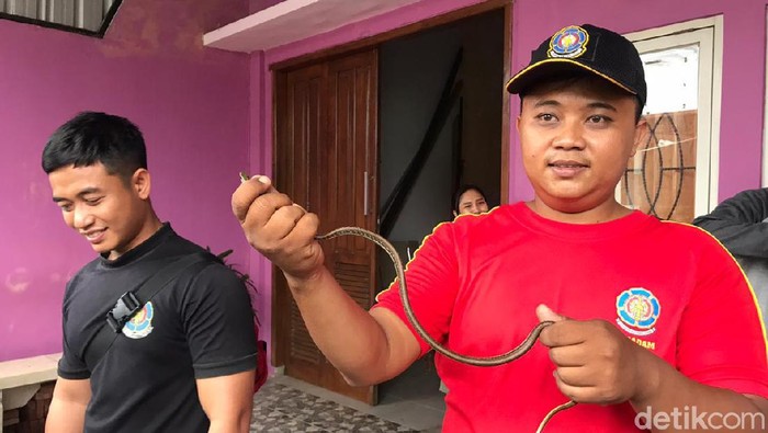 ular kisik