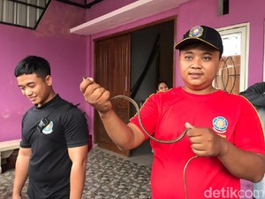 Seekor Ular menyelinap Masuk ke Kos Cewek di Jember, Penghuni Berhamburan