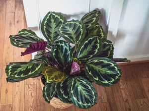 7 Jenis Calathea Cantik yang Cocok Ditanam di Dalam Rumah