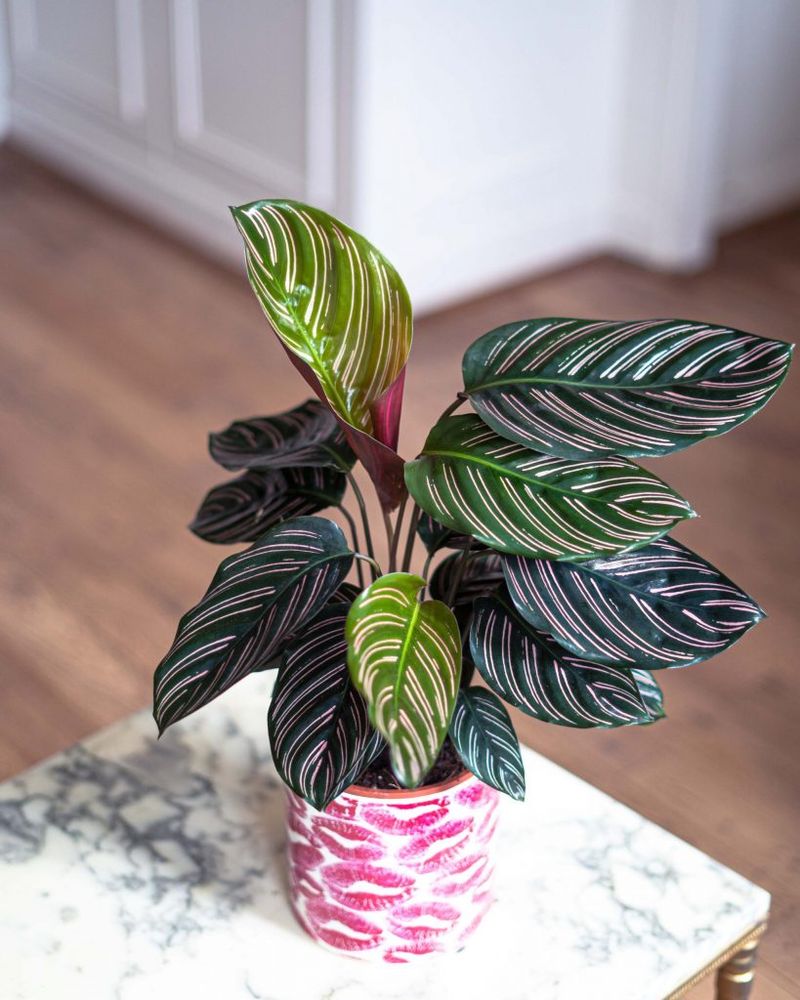 calathea