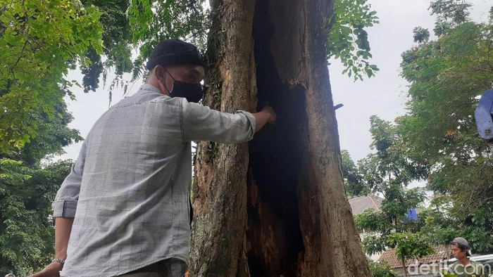 Heboh pohon di Kota Bandung mengeluarkan asap