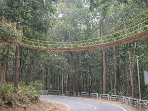 Wah, Ada Jembatan Khusus Reptil di India