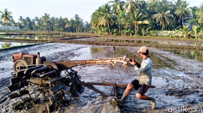Petani di Pangandaran tengah membajak sawah.