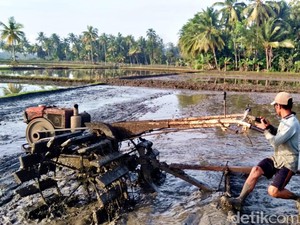 Petani Pangandaran Keluhkan Sulit Dapat Pupuk Bersubsidi
