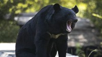 Beruang hitam Himalaya menjadi pelaku utama dari masalah ini. Para ahli mengatakan lebih dari 80% kematian dan penganiayaan disebabkan oleh serangan beruang hitam.  