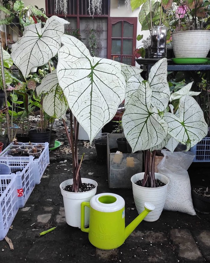 Jenis Keladi White Christmas