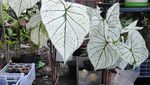 Foto: Keladi yang Mahal di Jakarta, Cuma Jadi Bumbu Masak di Papua