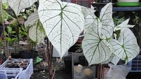 Tanaman keladi di Jakarta banyak diburu orang yang hobi tanaman hias. Harganya pun jadi mahal, bisa mencapai ratusan ribu bahkan jutaan. Tapi di Papua, keladi malah jadi bumbu masak ikan mujair. (Instagram @kebunnya_bro)
