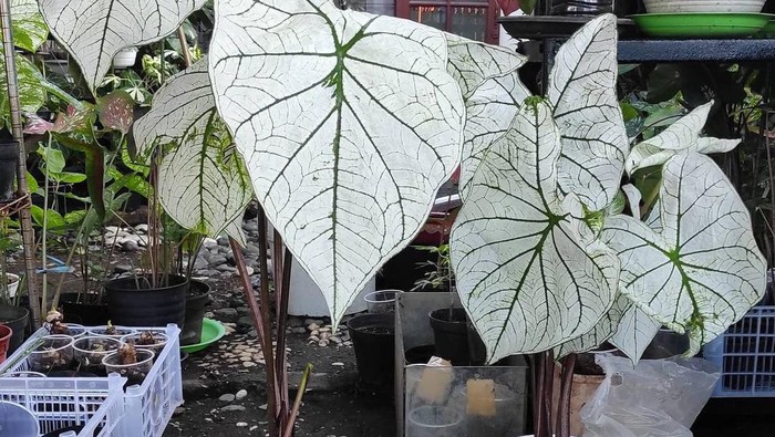 Jenis Keladi White Christmas