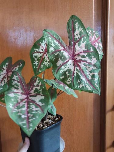 Tanaman Hias Caladium Bunga Keladi Keladi Hias 2 Warna Shopee Indonesia